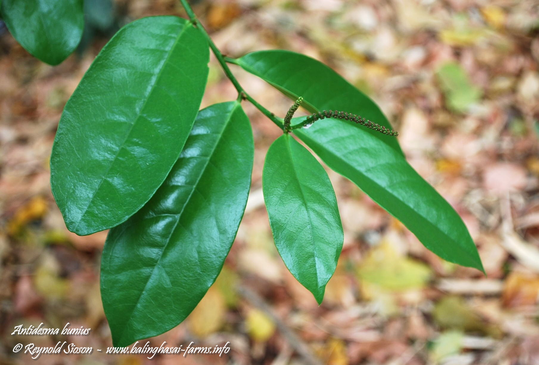 bugnay ، Herbert River-cherry ، Queensland-cherry ، salamander-tree ، Chinese-laurel ، wild cherry ،